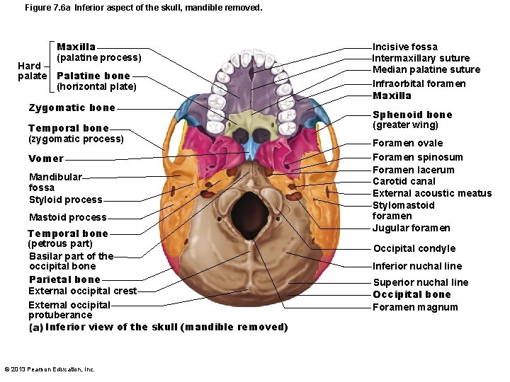 Figure 7. 6 a Inferior aspect of the skull, mandible removed. Hard palate Maxilla