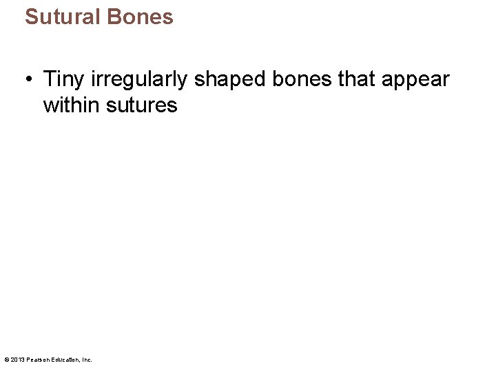 Sutural Bones • Tiny irregularly shaped bones that appear within sutures © 2013 Pearson