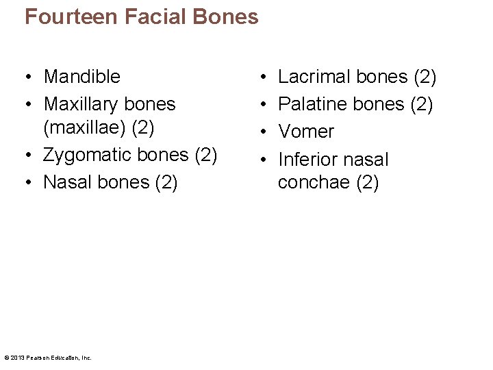 Fourteen Facial Bones • Mandible • Maxillary bones (maxillae) (2) • Zygomatic bones (2)