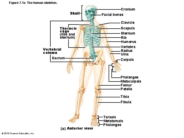 Figure 7. 1 a The human skeleton. Skull Cranium Facial bones Clavicle Thoracic cage