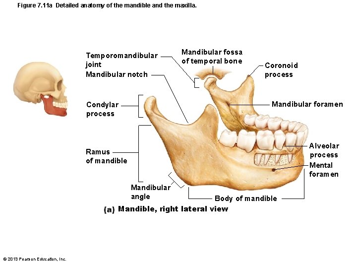 Figure 7. 11 a Detailed anatomy of the mandible and the maxilla. Temporomandibular joint