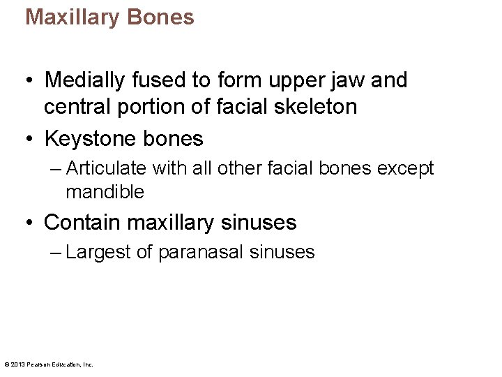 Maxillary Bones • Medially fused to form upper jaw and central portion of facial