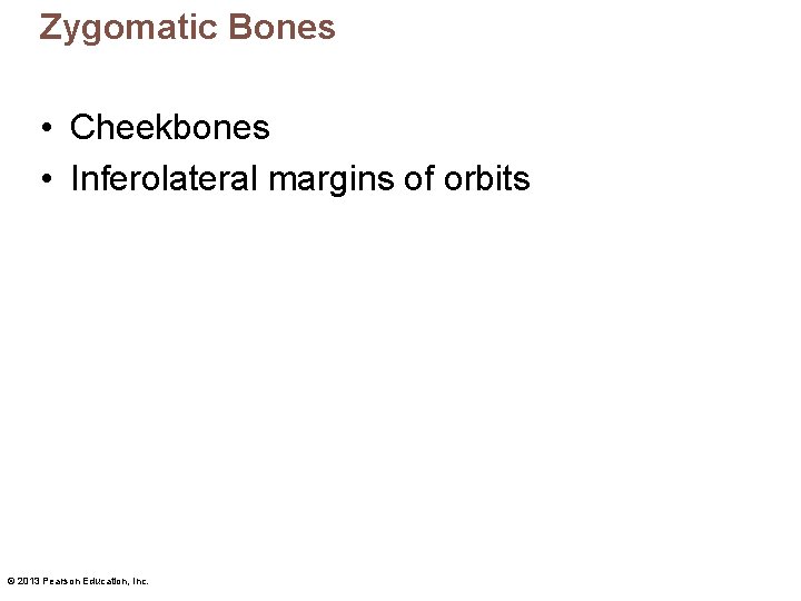 Zygomatic Bones • Cheekbones • Inferolateral margins of orbits © 2013 Pearson Education, Inc.