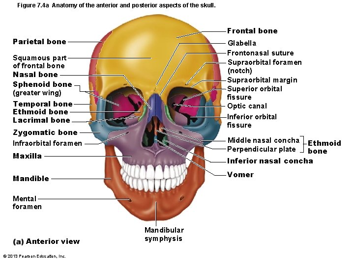 Figure 7. 4 a Anatomy of the anterior and posterior aspects of the skull.