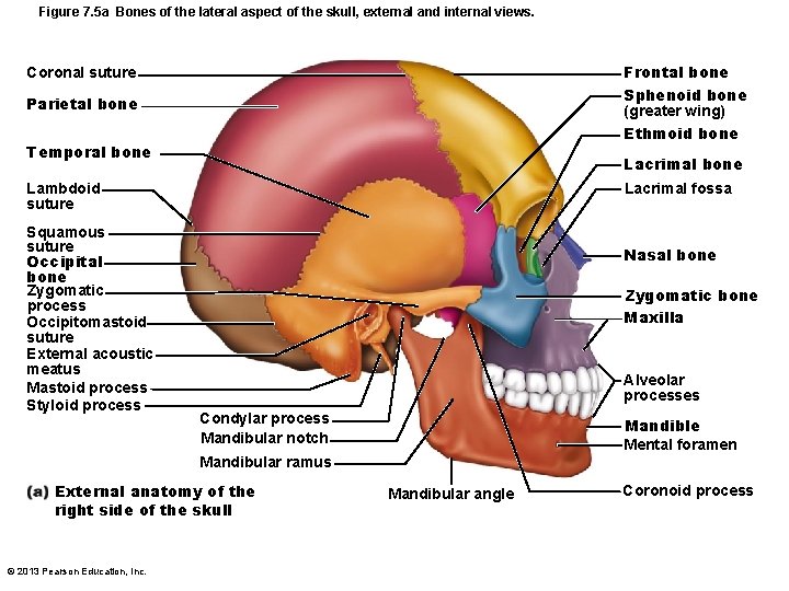 Figure 7. 5 a Bones of the lateral aspect of the skull, external and