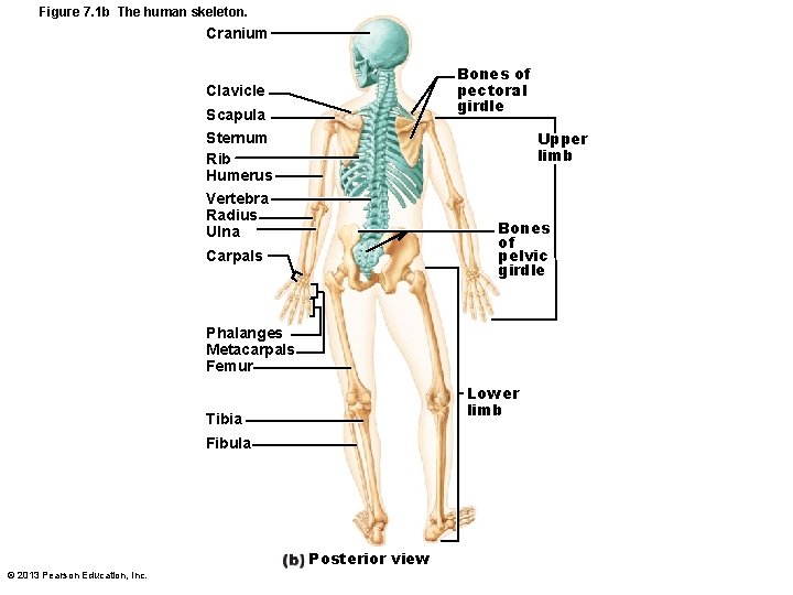 Figure 7. 1 b The human skeleton. Cranium Bones of pectoral girdle Clavicle Scapula