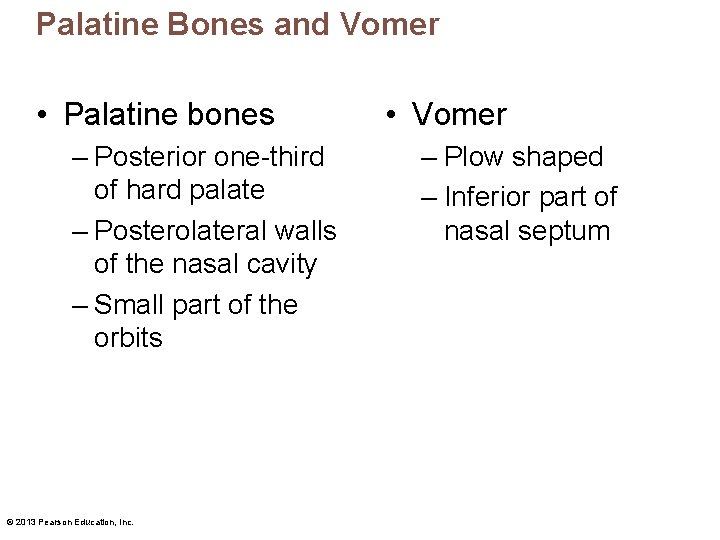Palatine Bones and Vomer • Palatine bones – Posterior one-third of hard palate –