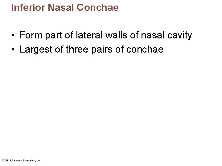 Inferior Nasal Conchae • Form part of lateral walls of nasal cavity • Largest