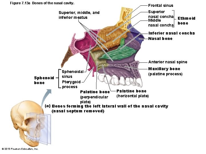 Figure 7. 13 a Bones of the nasal cavity. Superior, middle, and inferior meatus