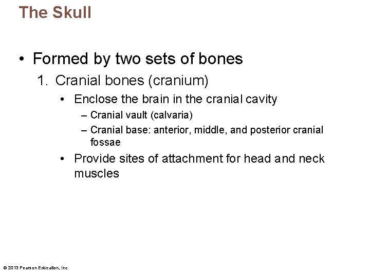 The Skull • Formed by two sets of bones 1. Cranial bones (cranium) •