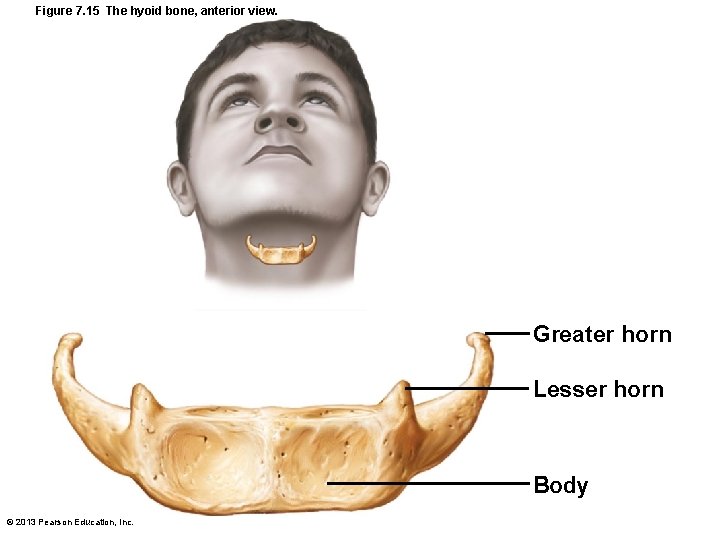 Figure 7. 15 The hyoid bone, anterior view. Greater horn Lesser horn Body ©