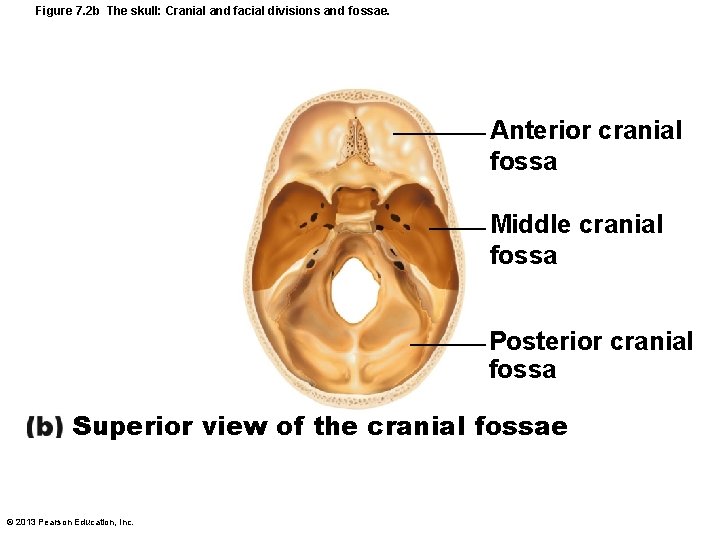 Figure 7. 2 b The skull: Cranial and facial divisions and fossae. Anterior cranial