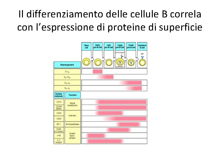 Il differenziamento delle cellule B correla con l’espressione di proteine di superficie 