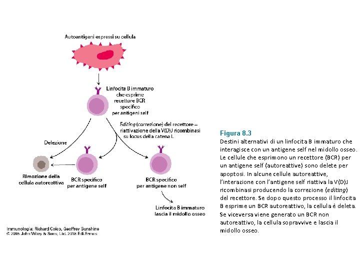 Figura 8. 3 Destini alternativi di un linfocita B immaturo che interagisce con un
