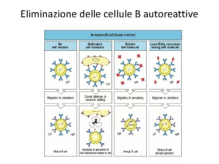 Eliminazione delle cellule B autoreattive 