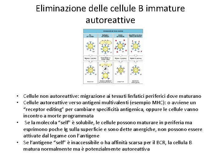 Eliminazione delle cellule B immature autoreattive • Cellule non autoreattive: migrazione ai tessuti linfatici