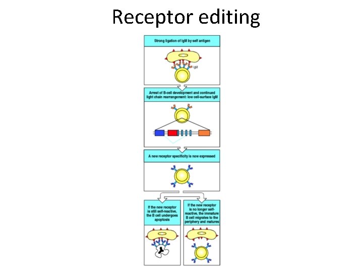 Receptor editing 