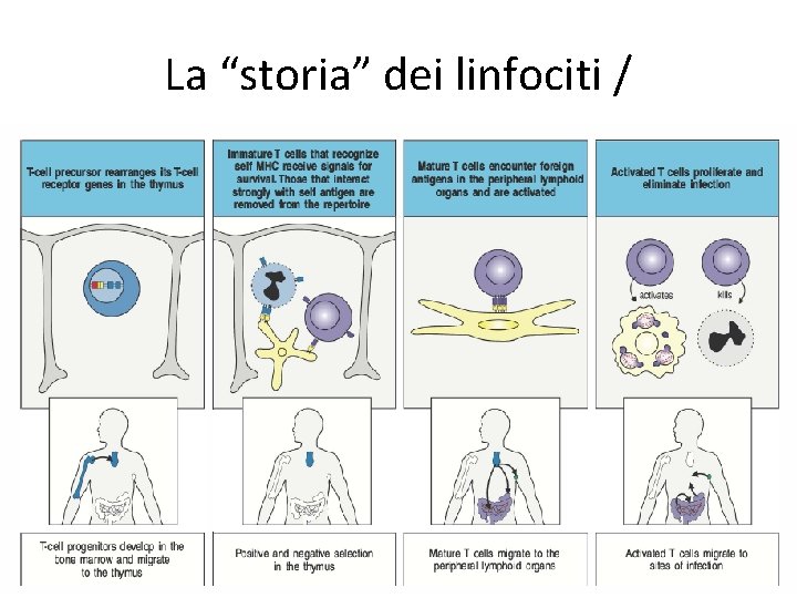 La “storia” dei linfociti / 