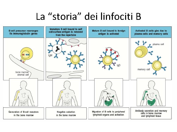 La “storia” dei linfociti B 