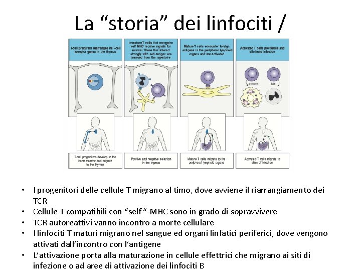 La “storia” dei linfociti / • I progenitori delle cellule T migrano al timo,