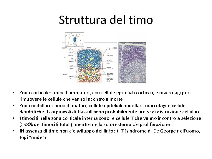 Struttura del timo • Zona corticale: timociti immaturi, con cellule epiteliali corticali, e macrofagi