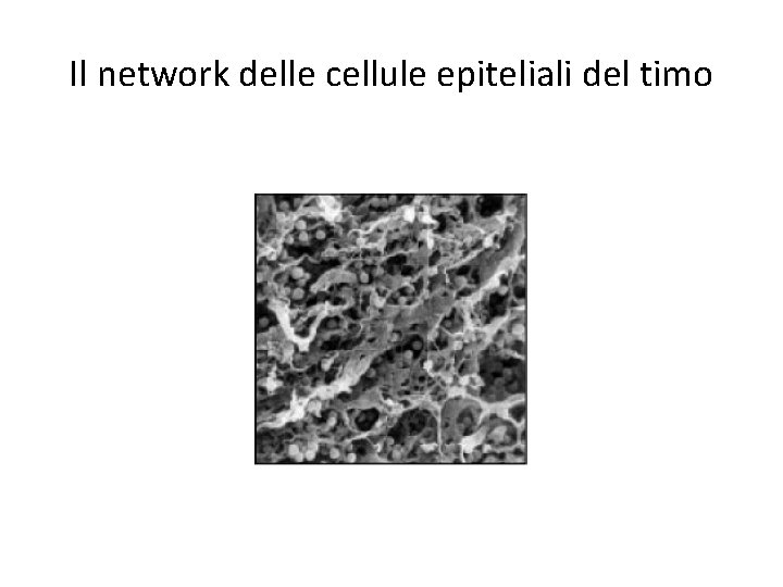 Il network delle cellule epiteliali del timo 