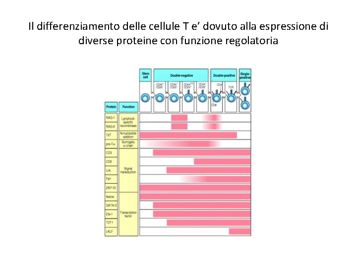 Il differenziamento delle cellule T e’ dovuto alla espressione di diverse proteine con funzione