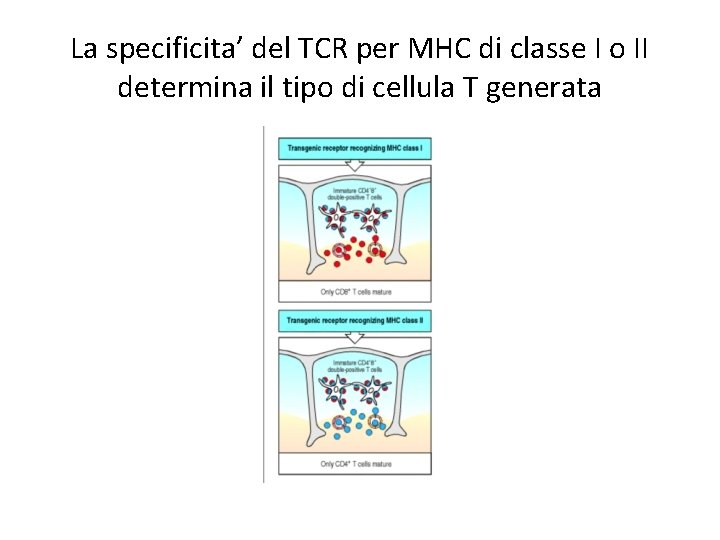 La specificita’ del TCR per MHC di classe I o II determina il tipo
