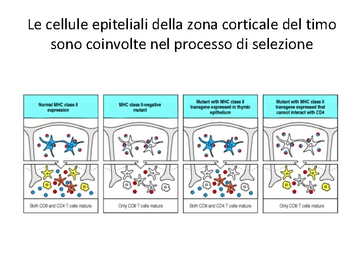 Le cellule epiteliali della zona corticale del timo sono coinvolte nel processo di selezione