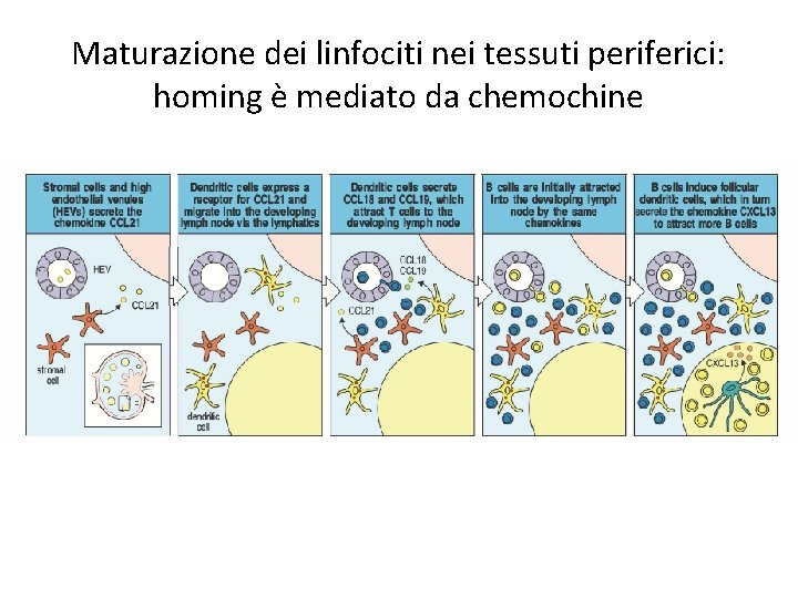 Maturazione dei linfociti nei tessuti periferici: homing è mediato da chemochine 