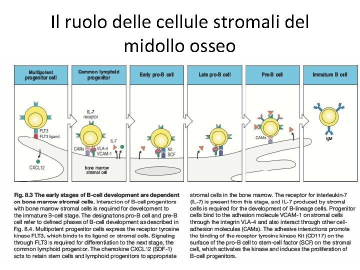 Il ruolo delle cellule stromali del midollo osseo 