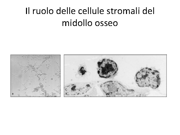Il ruolo delle cellule stromali del midollo osseo 