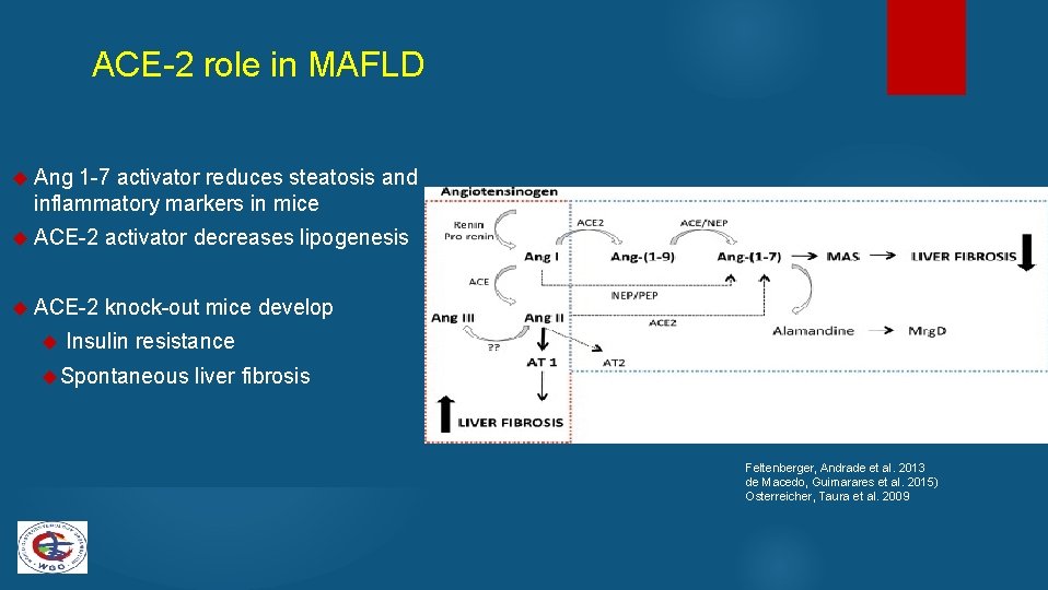 ACE-2 role in MAFLD Ang 1 -7 activator reduces steatosis and inflammatory markers in