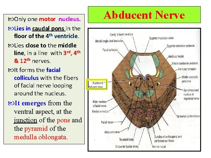 Only one motor nucleus. Lies in caudal pons in the floor of the Only one motor nucleus. Lies in caudal pons in the floor of the