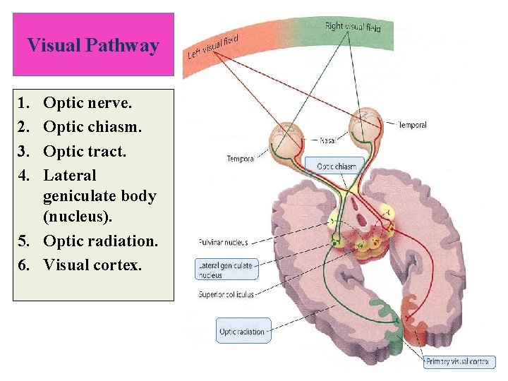 Visual Pathway 1. 2. 3. 4. Optic nerve. Optic chiasm. Optic tract. Lateral geniculate Visual Pathway 1. 2. 3. 4. Optic nerve. Optic chiasm. Optic tract. Lateral geniculate