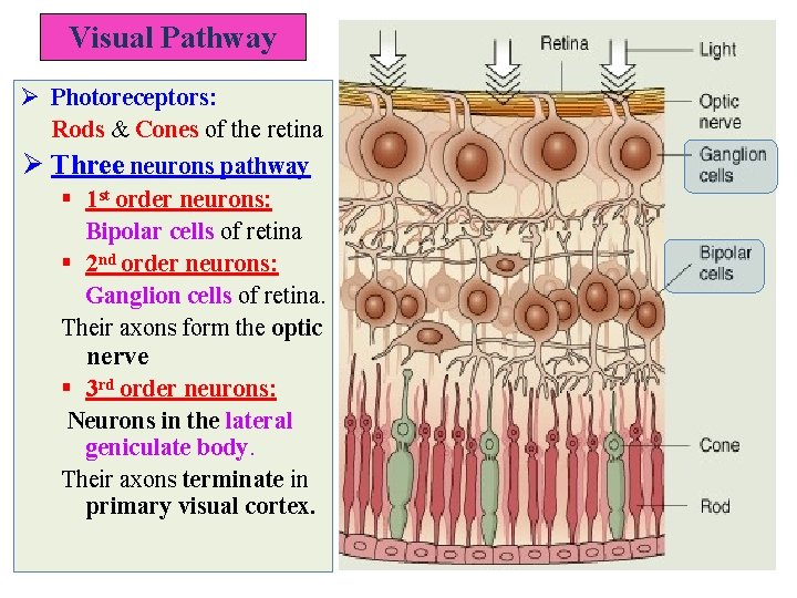 Visual Pathway Ø Photoreceptors: Rods & Cones of the retina Ø Three neurons pathway Visual Pathway Ø Photoreceptors: Rods & Cones of the retina Ø Three neurons pathway