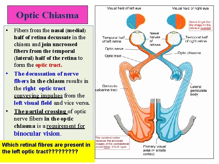 Optic Chiasma • Fibers from the nasal (medial) half of retina decussate in the Optic Chiasma • Fibers from the nasal (medial) half of retina decussate in the