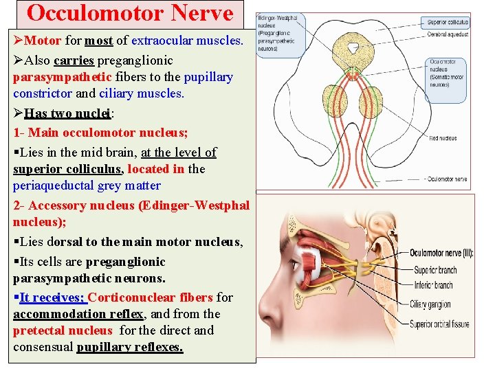 Occulomotor Nerve ØMotor for most of extraocular muscles. ØAlso carries preganglionic parasympathetic fibers to Occulomotor Nerve ØMotor for most of extraocular muscles. ØAlso carries preganglionic parasympathetic fibers to