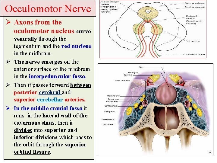Occulomotor Nerve Ø Axons from the oculomotor nucleus curve ventrally through the tegmentum and Occulomotor Nerve Ø Axons from the oculomotor nucleus curve ventrally through the tegmentum and