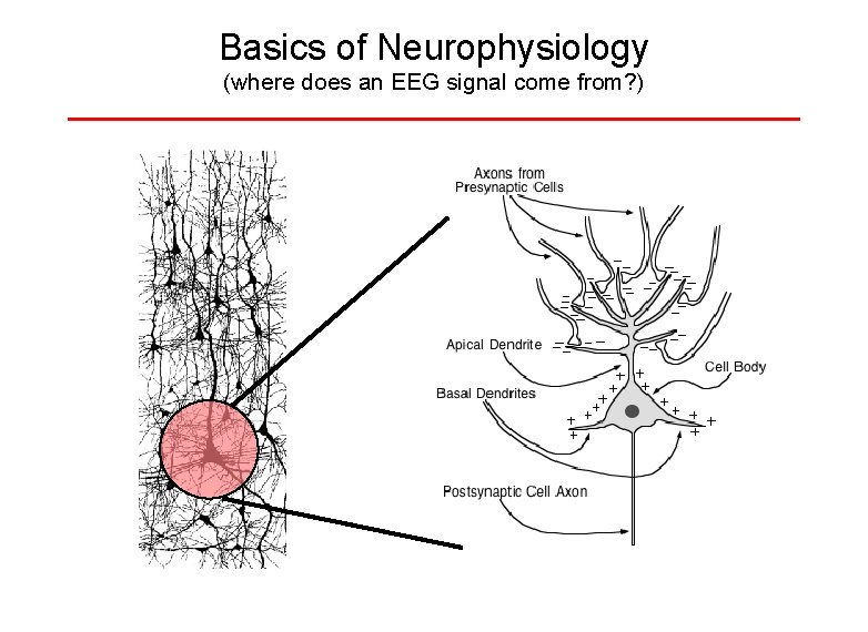 Basics of Neurophysiology (where does an EEG signal come from? ) 