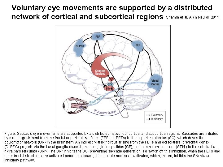 Voluntary eye movements are supported by a distributed network of cortical and subcortical regions