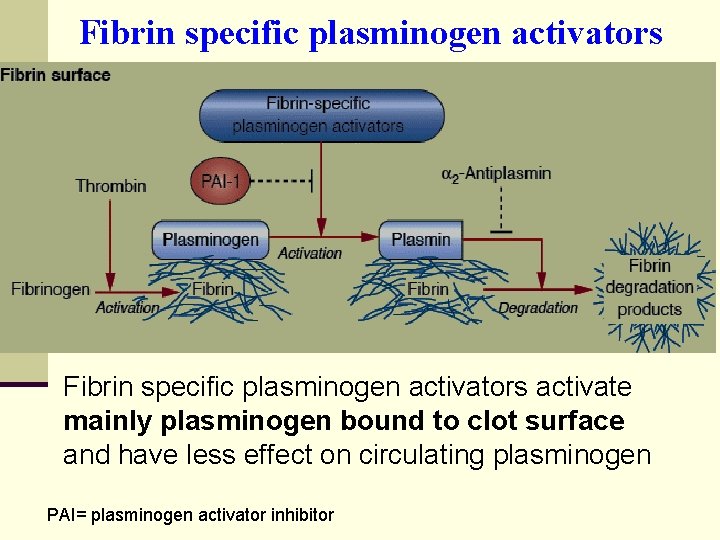 Fibrin specific plasminogen activators activate mainly plasminogen bound to clot surface and have less