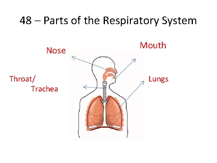 48 – Parts of the Respiratory System Nose Throat/ Trachea Mouth Lungs 
