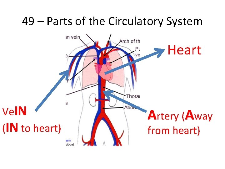 49 – Parts of the Circulatory System Heart Ve. IN (IN to heart) Artery