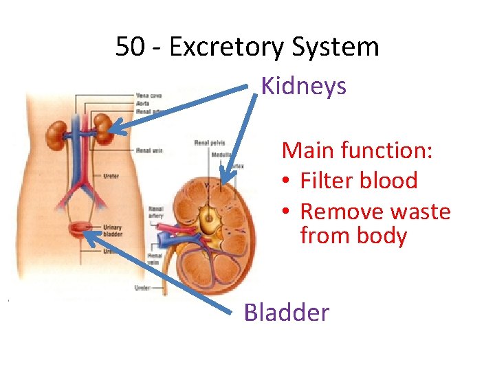 50 - Excretory System Kidneys Main function: • Filter blood • Remove waste from