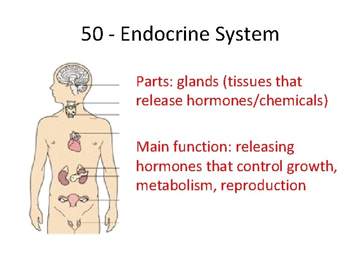 50 - Endocrine System Parts: glands (tissues that release hormones/chemicals) Main function: releasing hormones