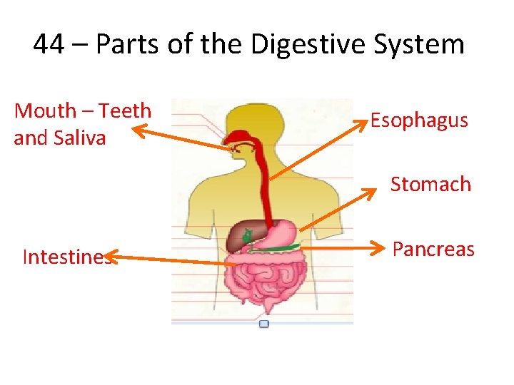 44 – Parts of the Digestive System Mouth – Teeth and Saliva Esophagus Stomach