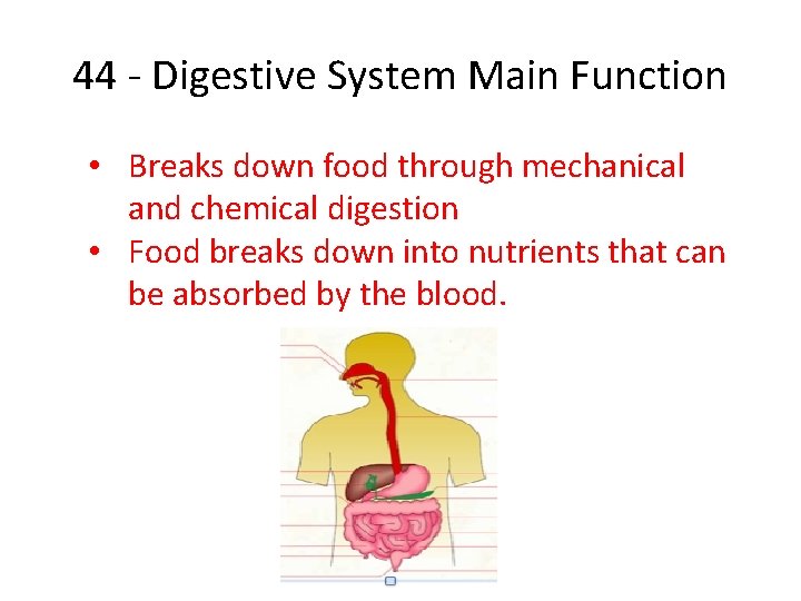 44 - Digestive System Main Function • Breaks down food through mechanical and chemical