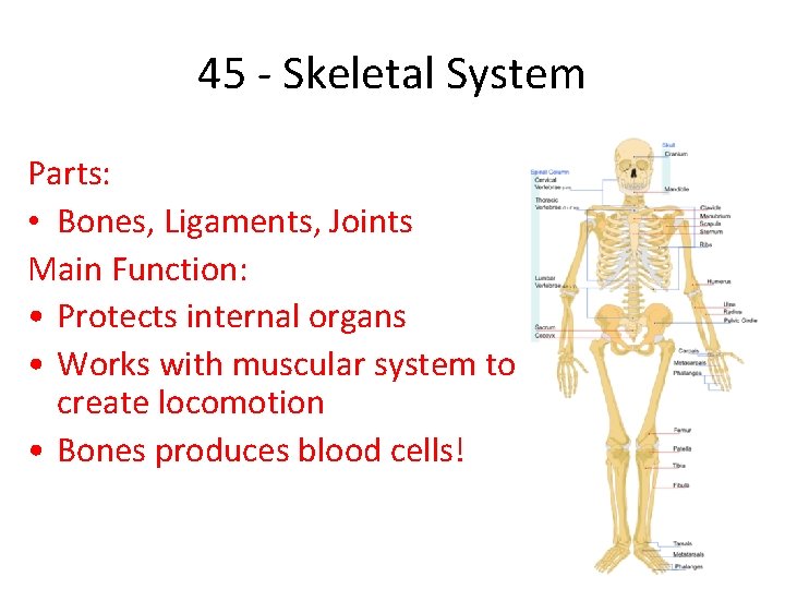 45 - Skeletal System Parts: • Bones, Ligaments, Joints Main Function: • Protects internal