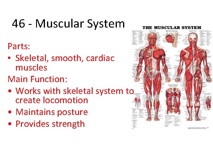 46 - Muscular System Parts: • Skeletal, smooth, cardiac muscles Main Function: • Works